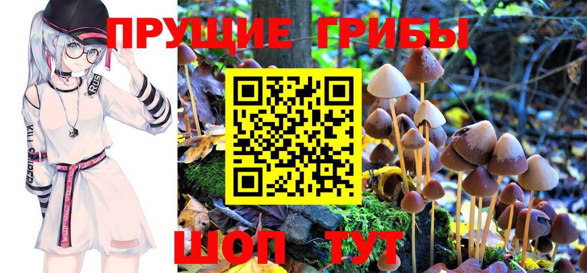 Вичуга  Псилоцибиновые грибы MAGIC MUSHROOMS  Вход с VPN 